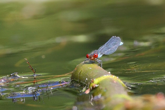 Erythromma_viridulum